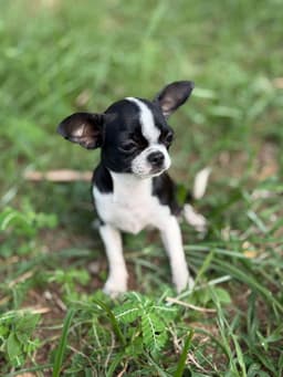 PENÉLOPE FEMEA PELO CURTO 2