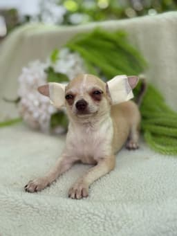 LORETTO MACHO PELO CURTO 2