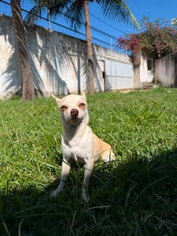 LORETTO MACHO PELO CURTO 7 MESES 3