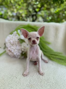 DON JUAN MACHO PELO CURTO 7