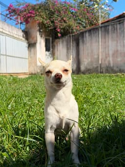 LORETTO MACHO PELO CURTO 7 MESES 4