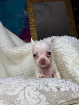 DON JUAN MACHO PELO CURTO 2