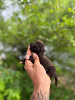 FEMEA CHOCOLATE PELO LONGO 1