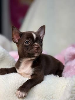 ANTONIA CHOCOLATE PELO CURTO 2