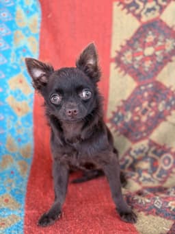 NESCAU CHOCOLATE PELO LONGO 3