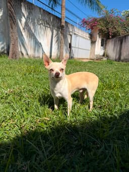 LORETTO MACHO PELO CURTO 7 MESES 7