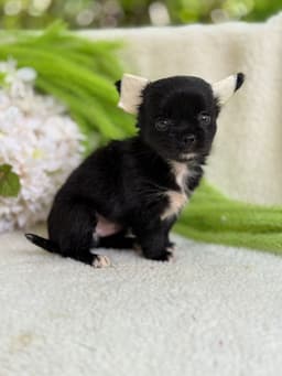 FEMEA BLACK PELO LONGO 2