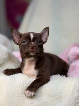 ANTONIA CHOCOLATE PELO CURTO 5