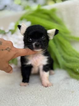 MACHO BLACK PELO LONGO 1