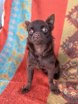 NESCAU CHOCOLATE PELO LONGO 4