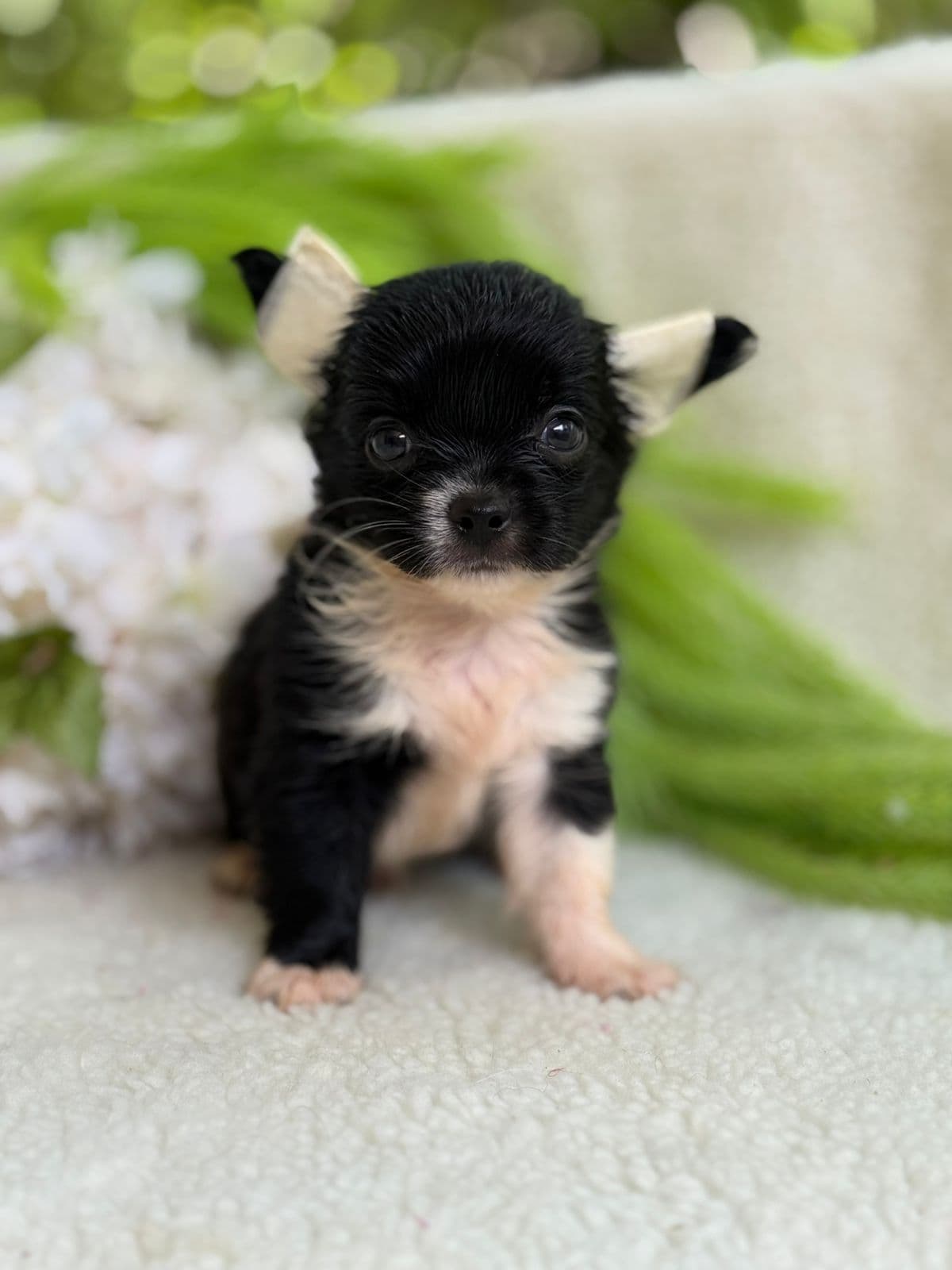 MACHO BLACK PELO LONGO - Imagem 4