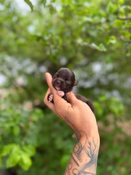 FEMEA CHOCOLATE PELO LONGO 5