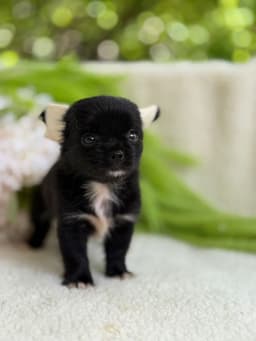 FEMEA BLACK PELO LONGO 4