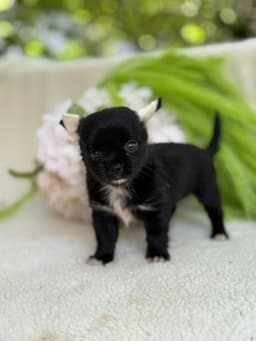 FEMEA BLACK PELO LONGO 3