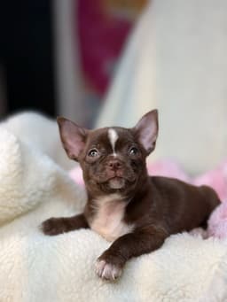 ANTONIA CHOCOLATE PELO CURTO 3