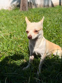LORETTO MACHO PELO CURTO 7 MESES 2