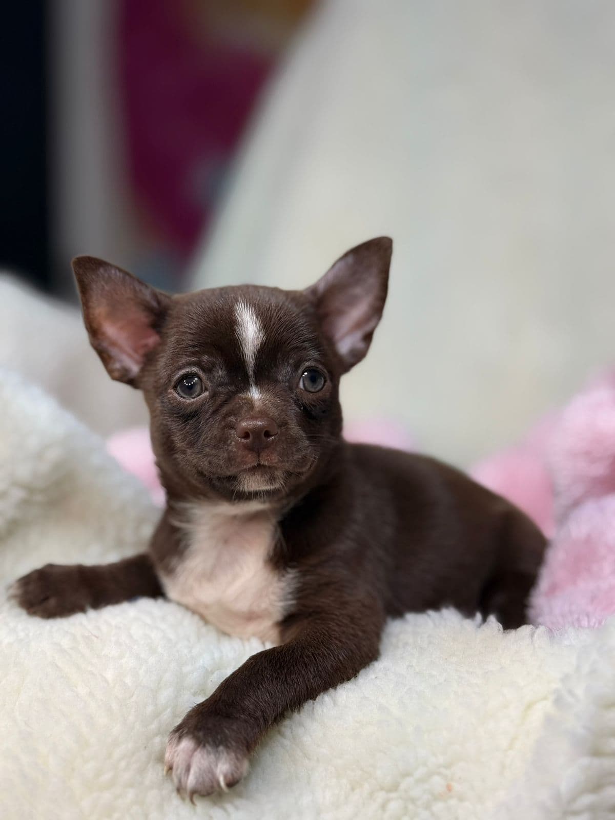 ANTONIA CHOCOLATE PELO CURTO