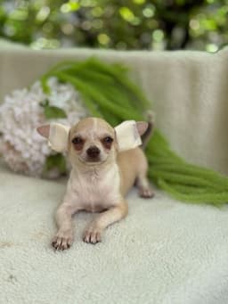 LORETTO MACHO PELO CURTO 3