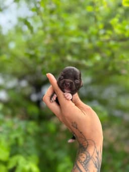 FEMEA CHOCOLATE PELO LONGO 2