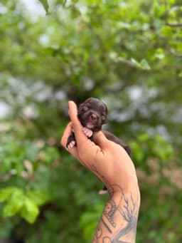 FEMEA CHOCOLATE PELO LONGO 4