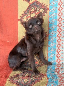 NESCAU CHOCOLATE PELO LONGO 5