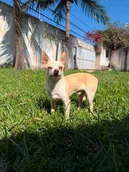 LORETTO MACHO PELO CURTO 7 MESES 5