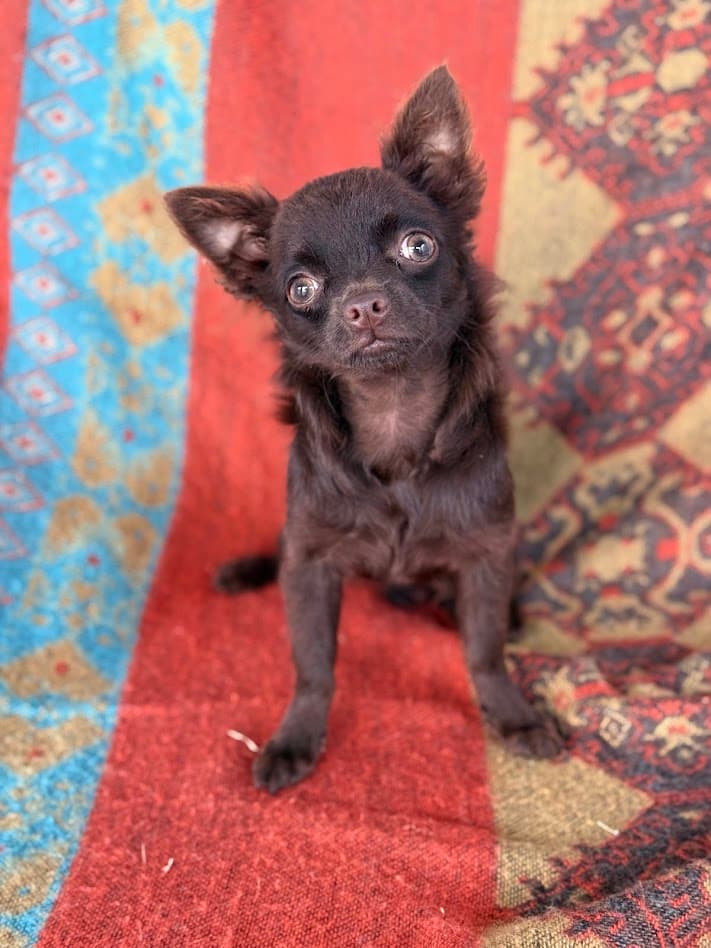 NESCAU CHOCOLATE PELO LONGO