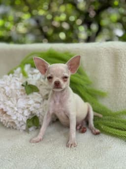 DON JUAN MACHO PELO CURTO 5