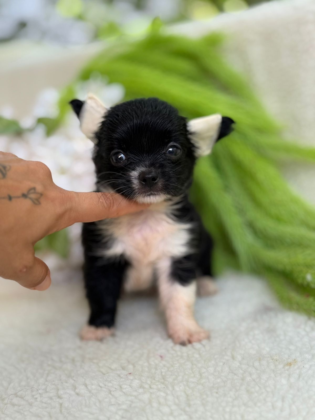 MACHO BLACK PELO LONGO