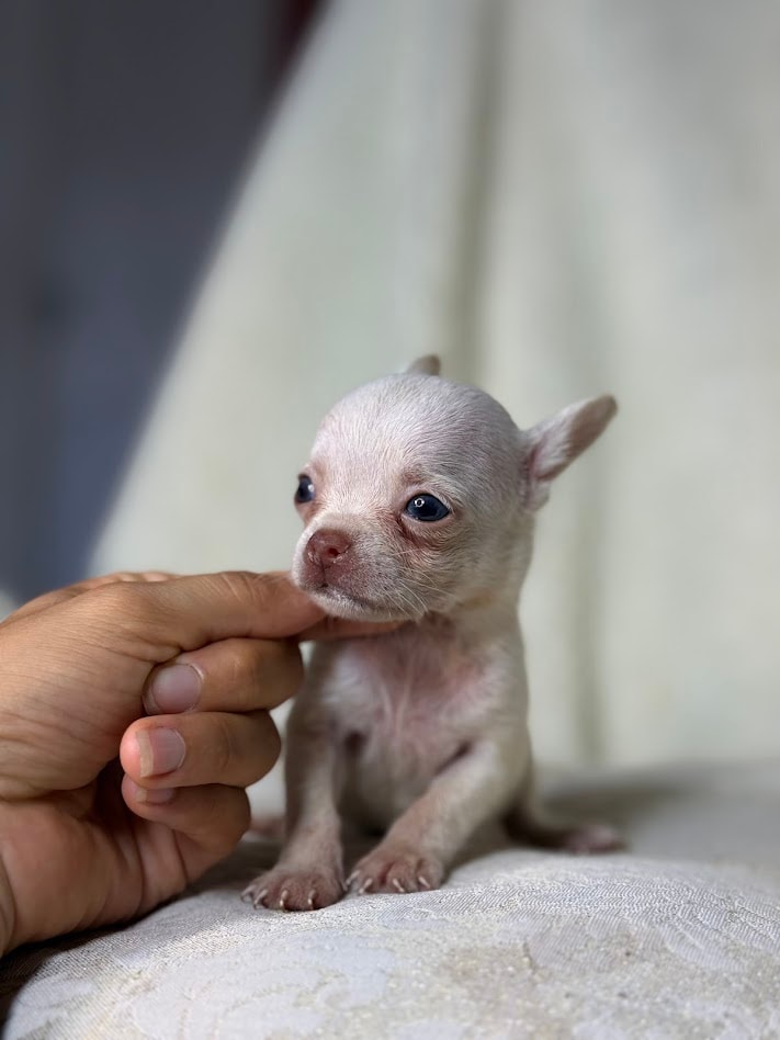 DON JUAN MACHO PELO CURTO