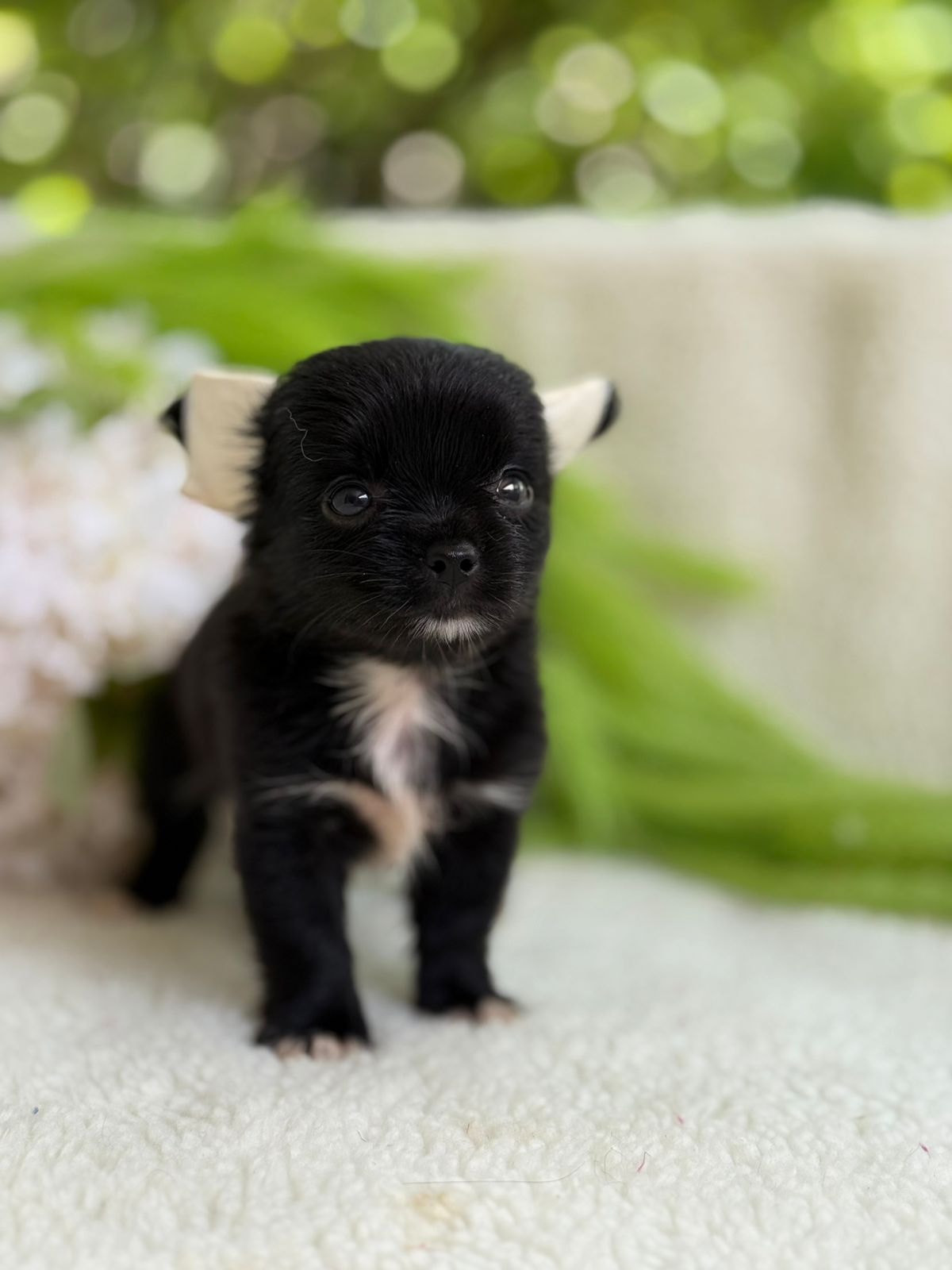 FEMEA BLACK PELO LONGO