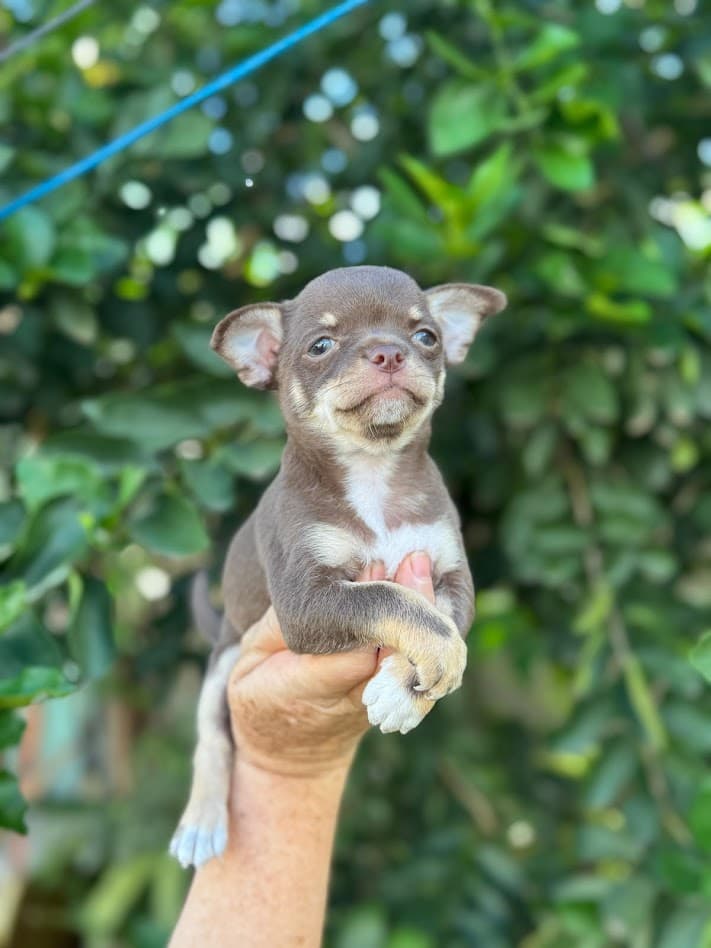 LIZ FEMEA CHOCOLATE PELO CURTO - Imagem 4