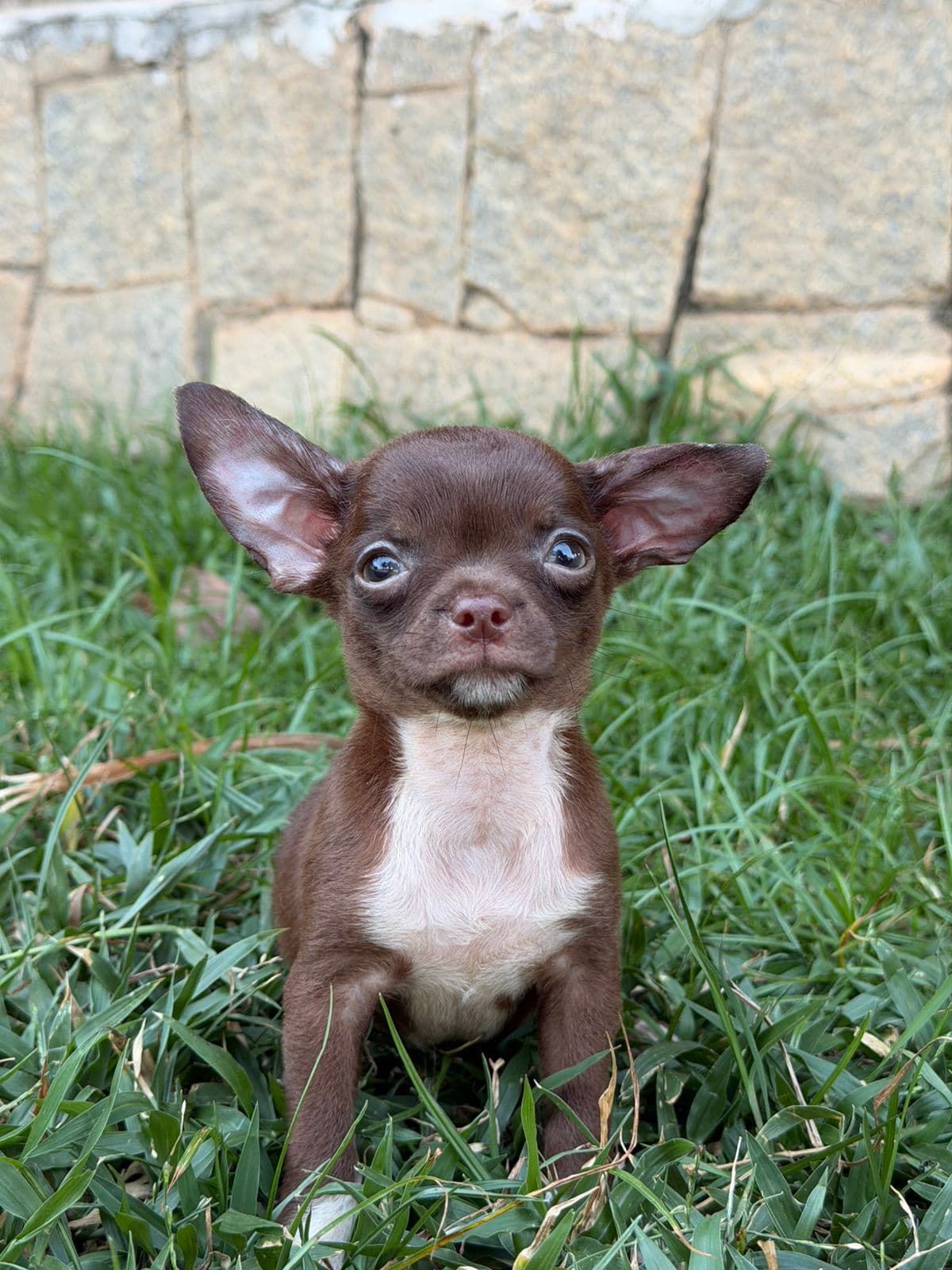 MACHO CHOCOLATE PELO CURTO - Imagem 8