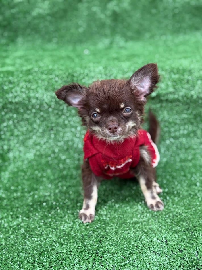 MAVIE FEMEA PELO LONGO - Imagem 7