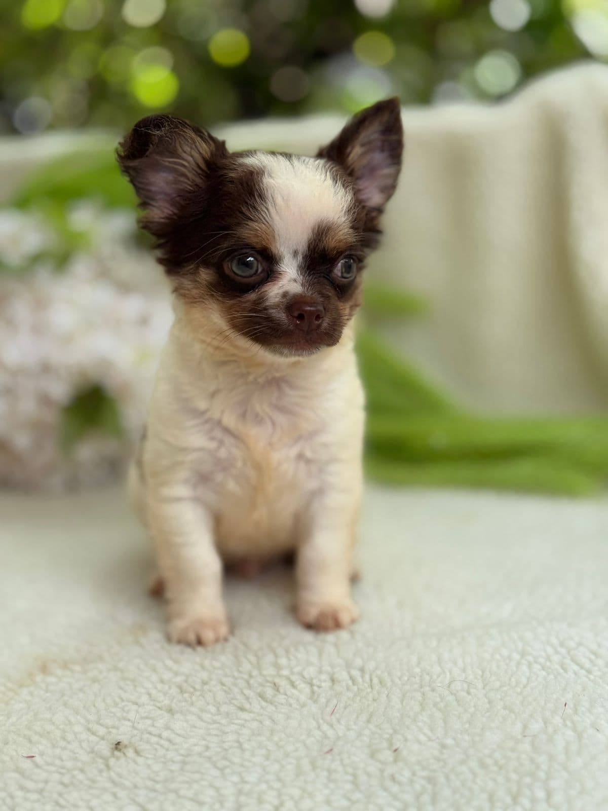 CHICO BENTO - Imagem 3