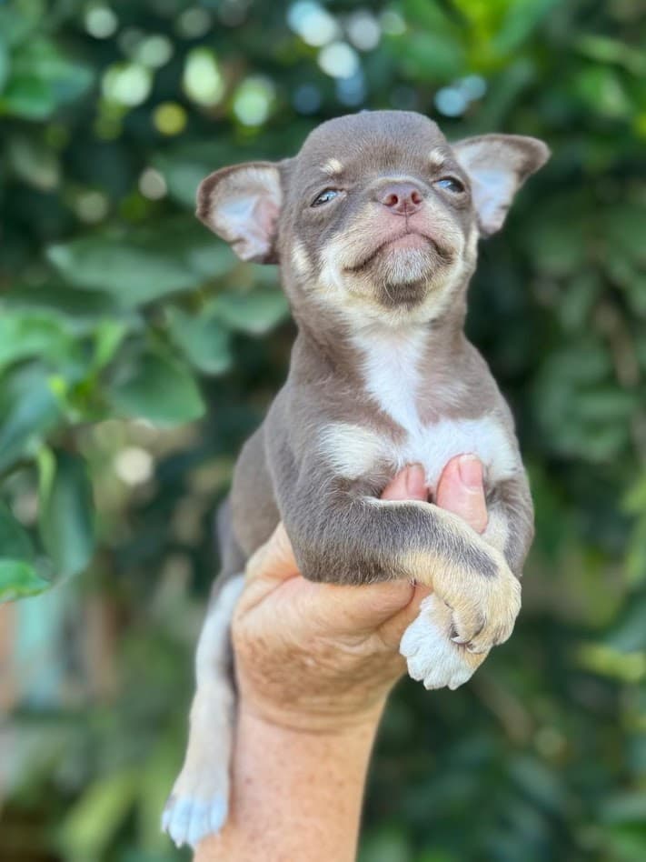 LIZ FEMEA CHOCOLATE PELO CURTO - Imagem 2