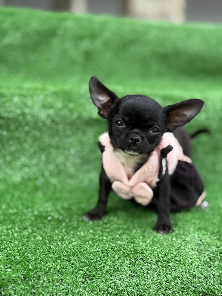 DONDOCA FEMEA PELO CURTO - Imagem 1