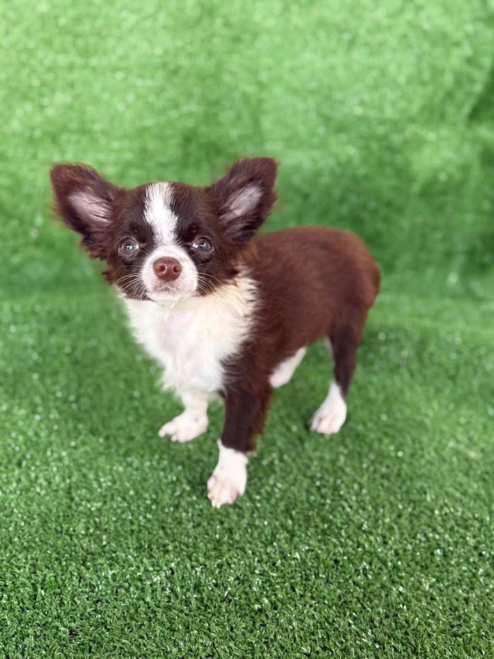 ZECA PELO LONGO - Imagem 1