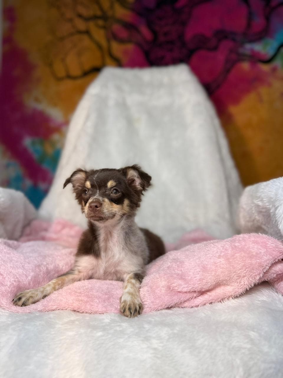 LILLY FEMEA PELO LONGO - Imagem 1