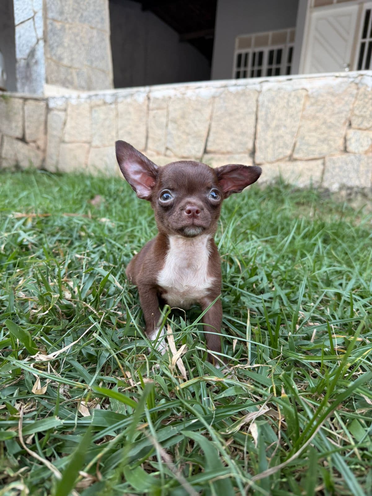MACHO CHOCOLATE PELO CURTO - Imagem 5