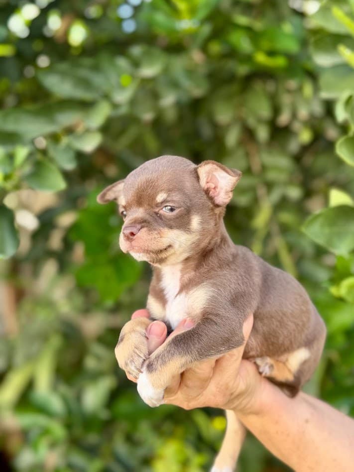 LIZ FEMEA CHOCOLATE PELO CURTO - Imagem 1