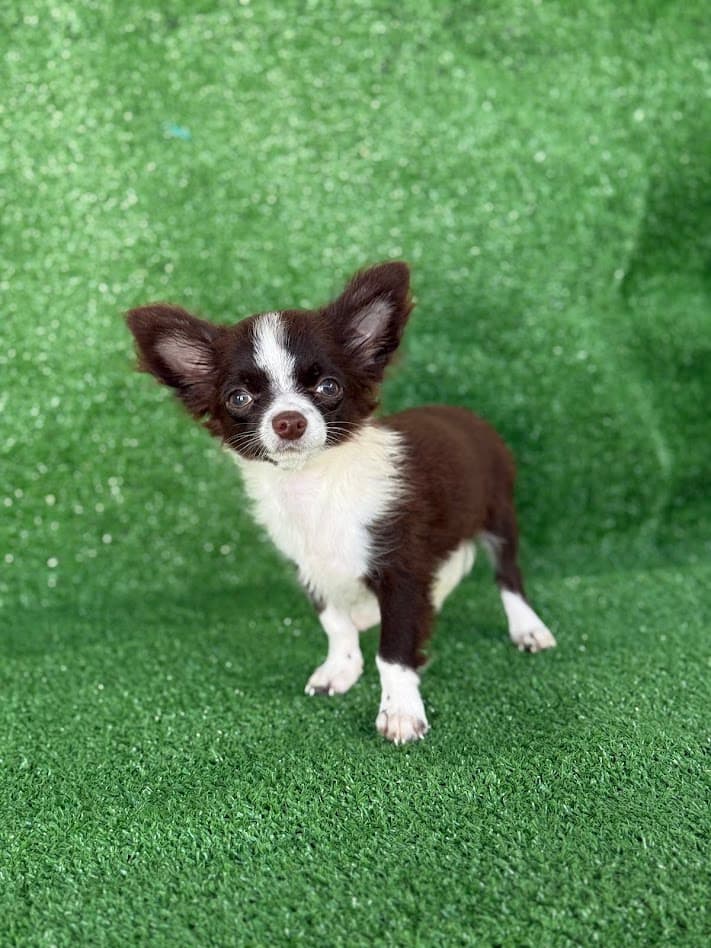 ZECA PELO LONGO - Imagem 3