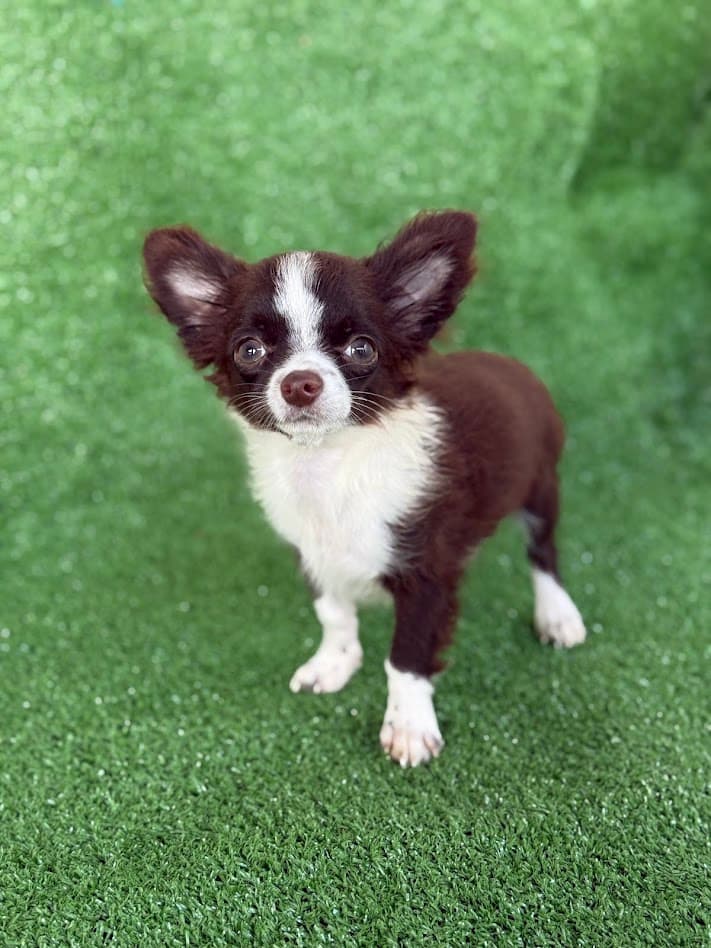 ZECA PELO LONGO - Imagem 5