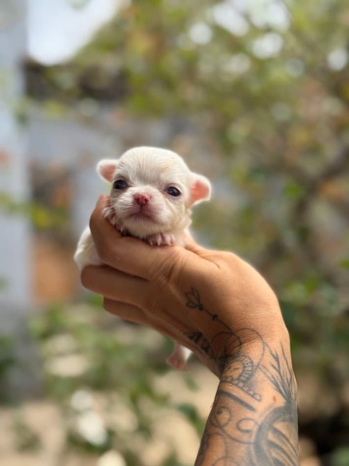 MELISSA FEMEA PELO LONGO - Imagem 5