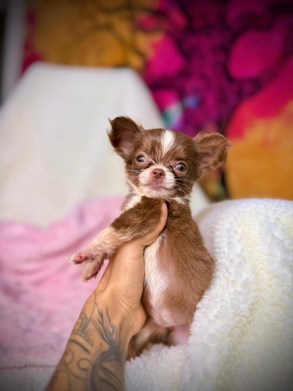 MIA FEMEA PELO LONGO - Imagem 3