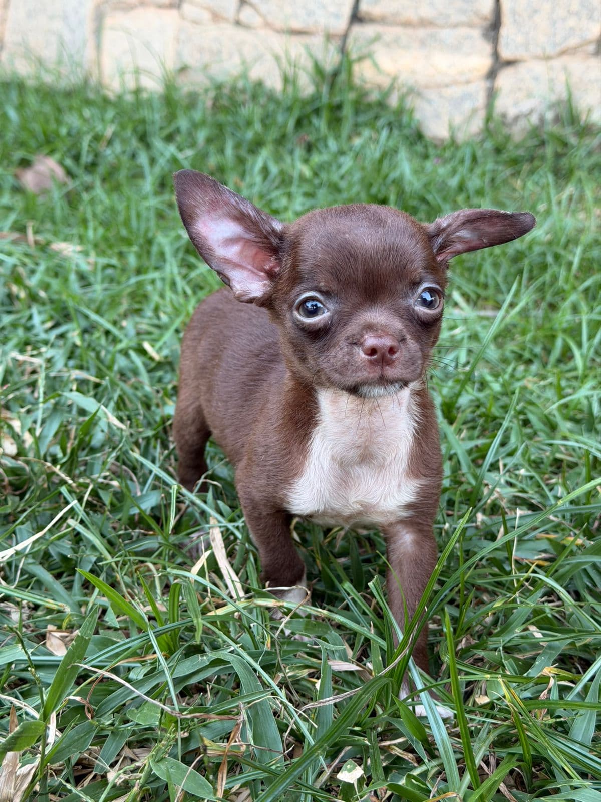 MACHO CHOCOLATE PELO CURTO - Imagem 7