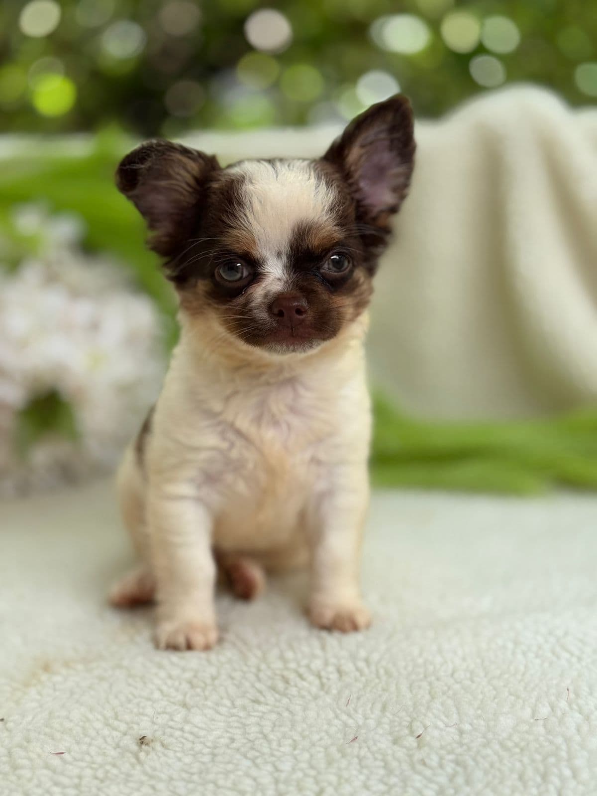 CHICO BENTO - Imagem 4