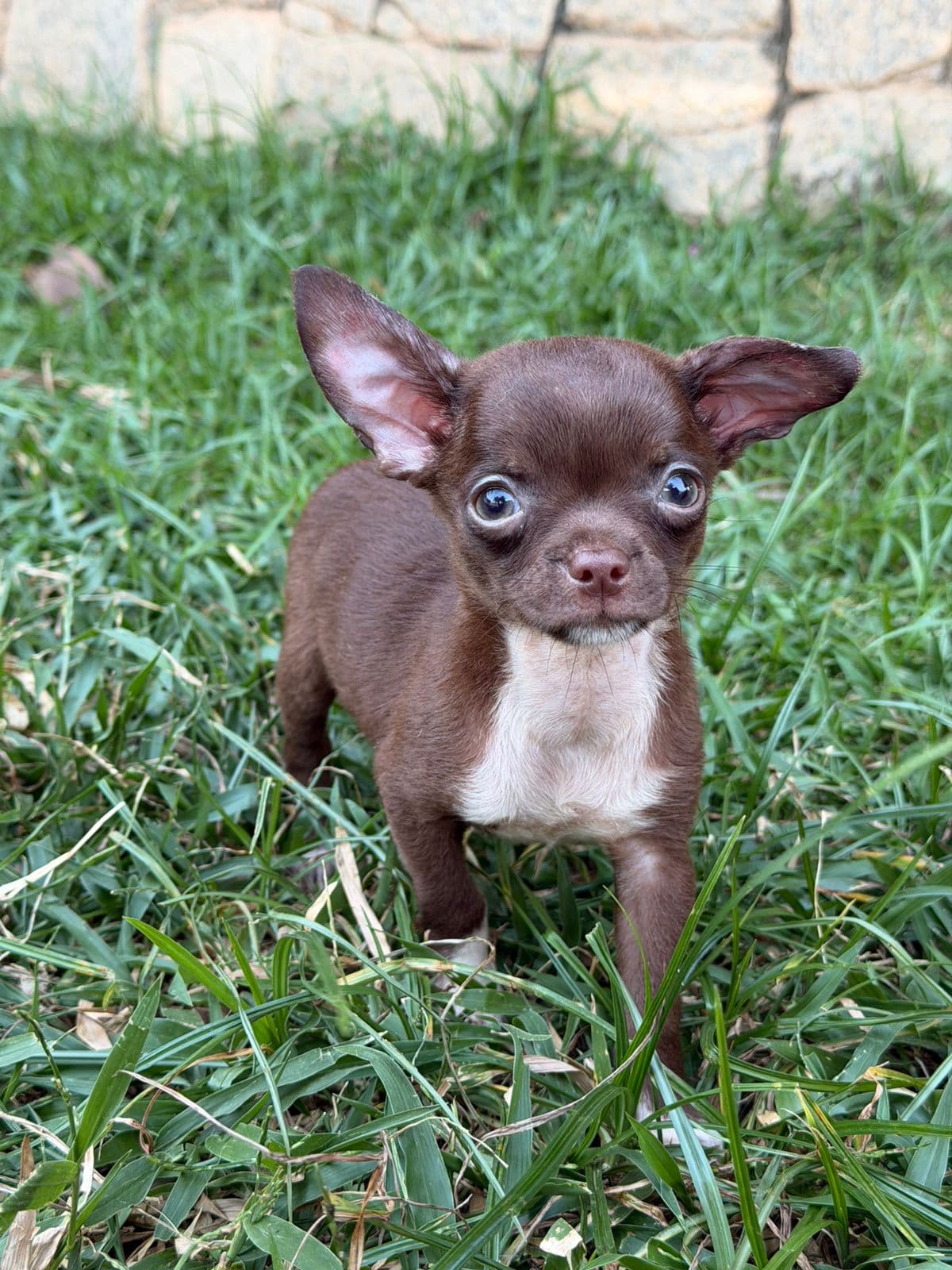 MACHO CHOCOLATE PELO CURTO - Imagem 3