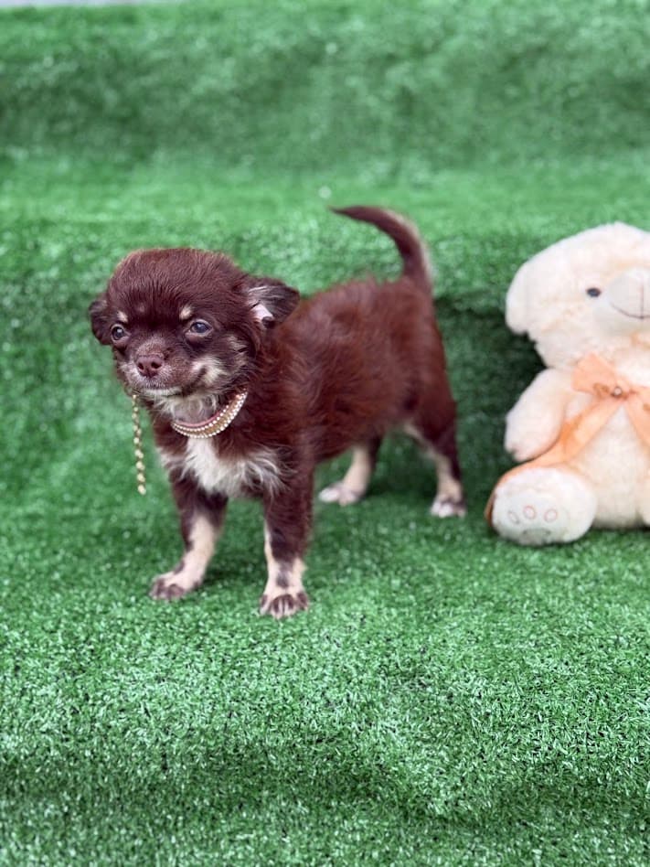 MAVIE FEMEA PELO LONGO - Imagem 4