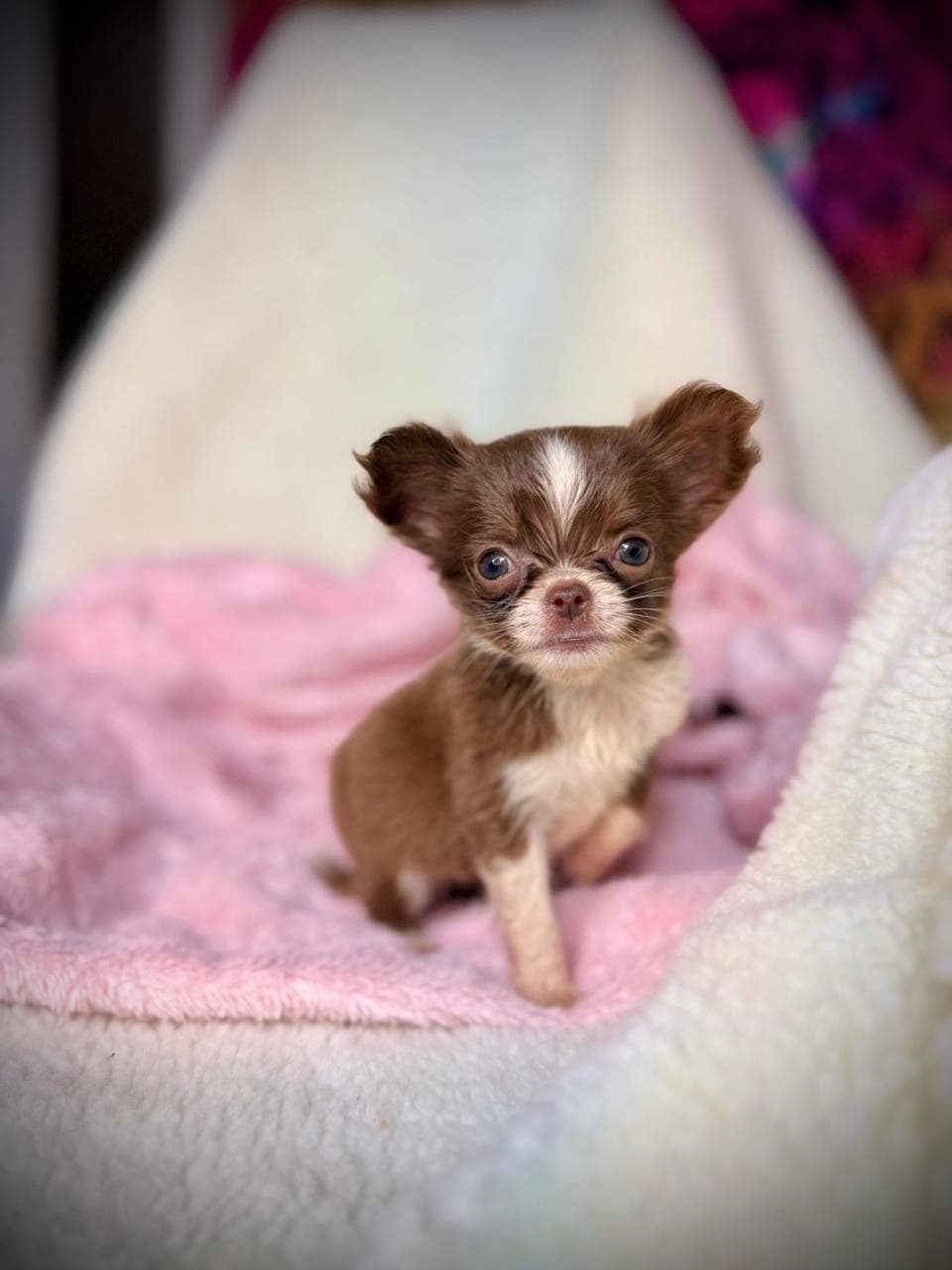 MIA FEMEA PELO LONGO - Imagem 5